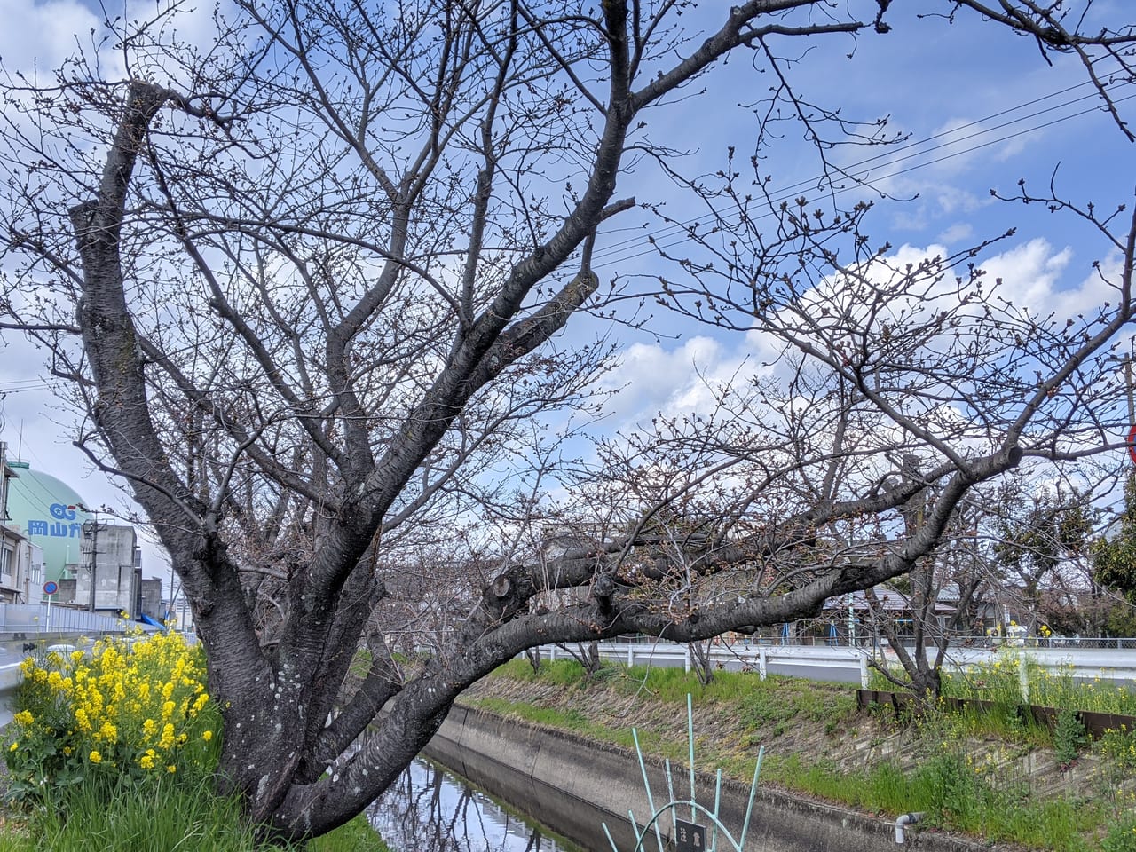 倉安川桜並木