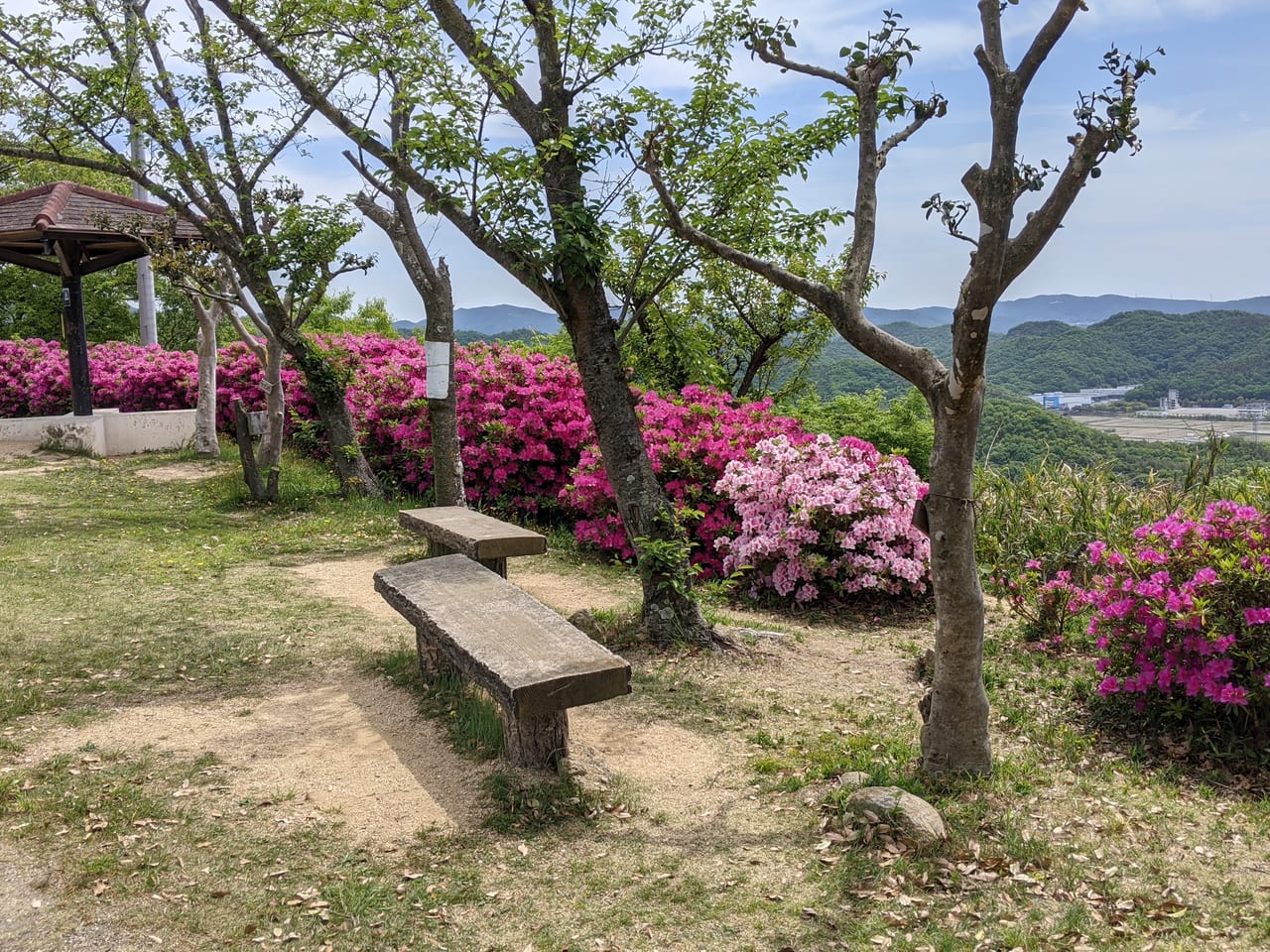 鉄砲山のツツジ