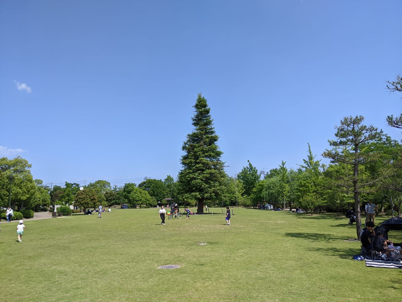 西大寺緑花公園のセコイア