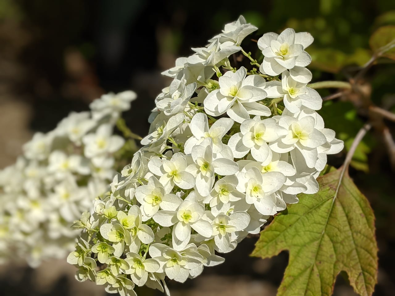 西大寺緑花公園の柏葉紫陽花