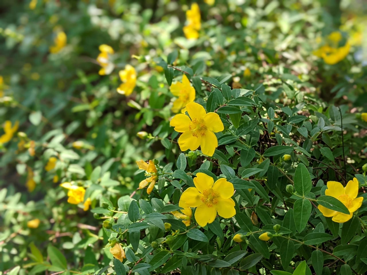 西大寺緑花公園のヒペリカムヒデコート