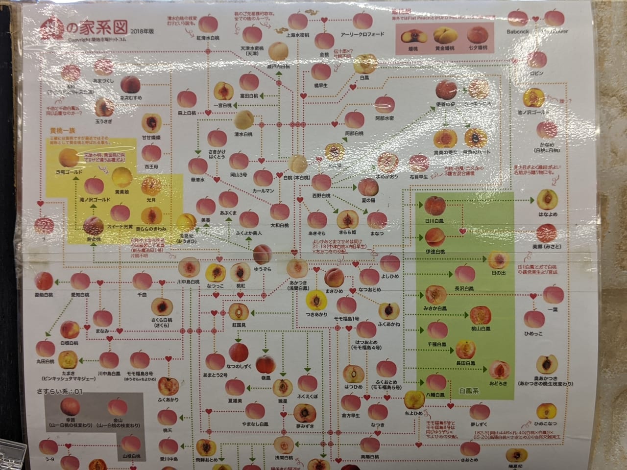農マルさん直市場岡山店の桃の家系図