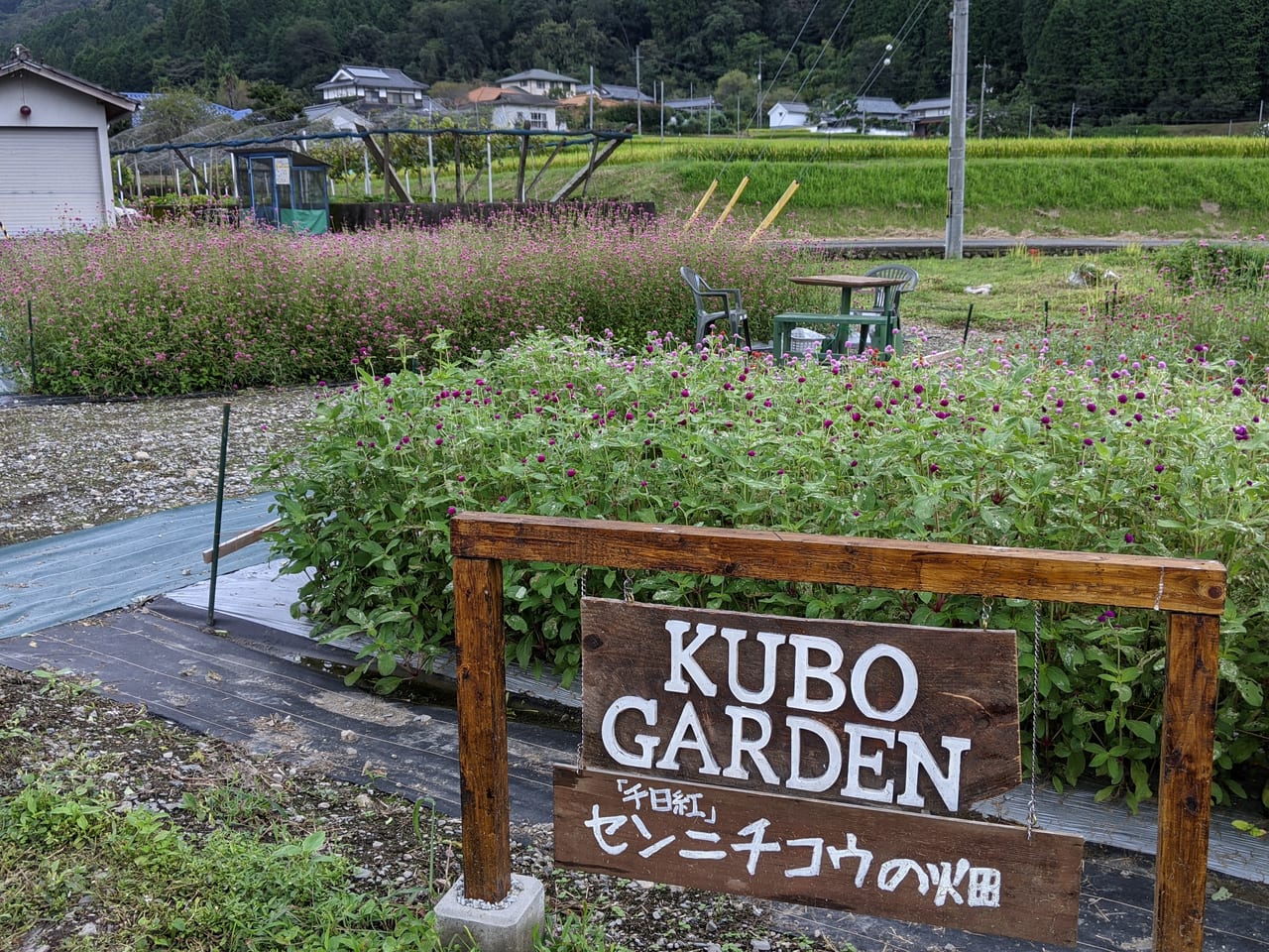 くぼ農園の千日紅の畑