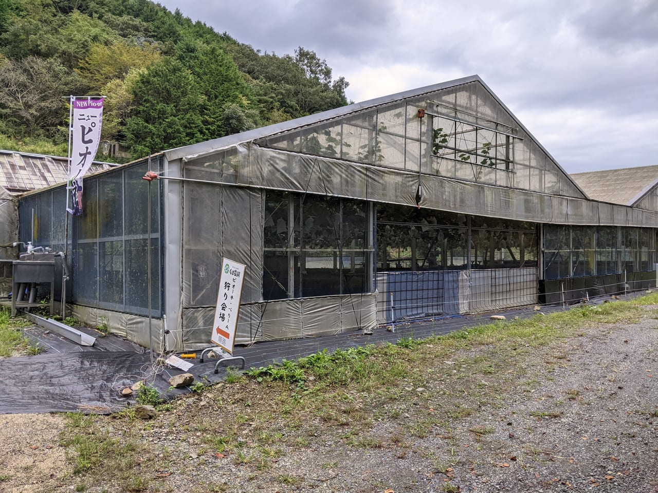 くぼ農園のピオーネ狩りのハウス