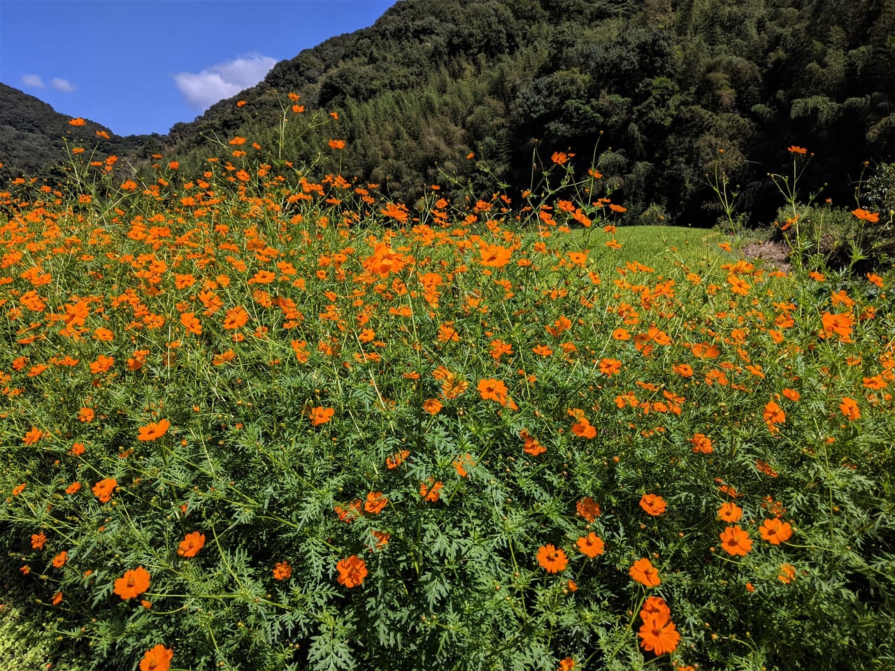 県道71号線沿いのコスモス