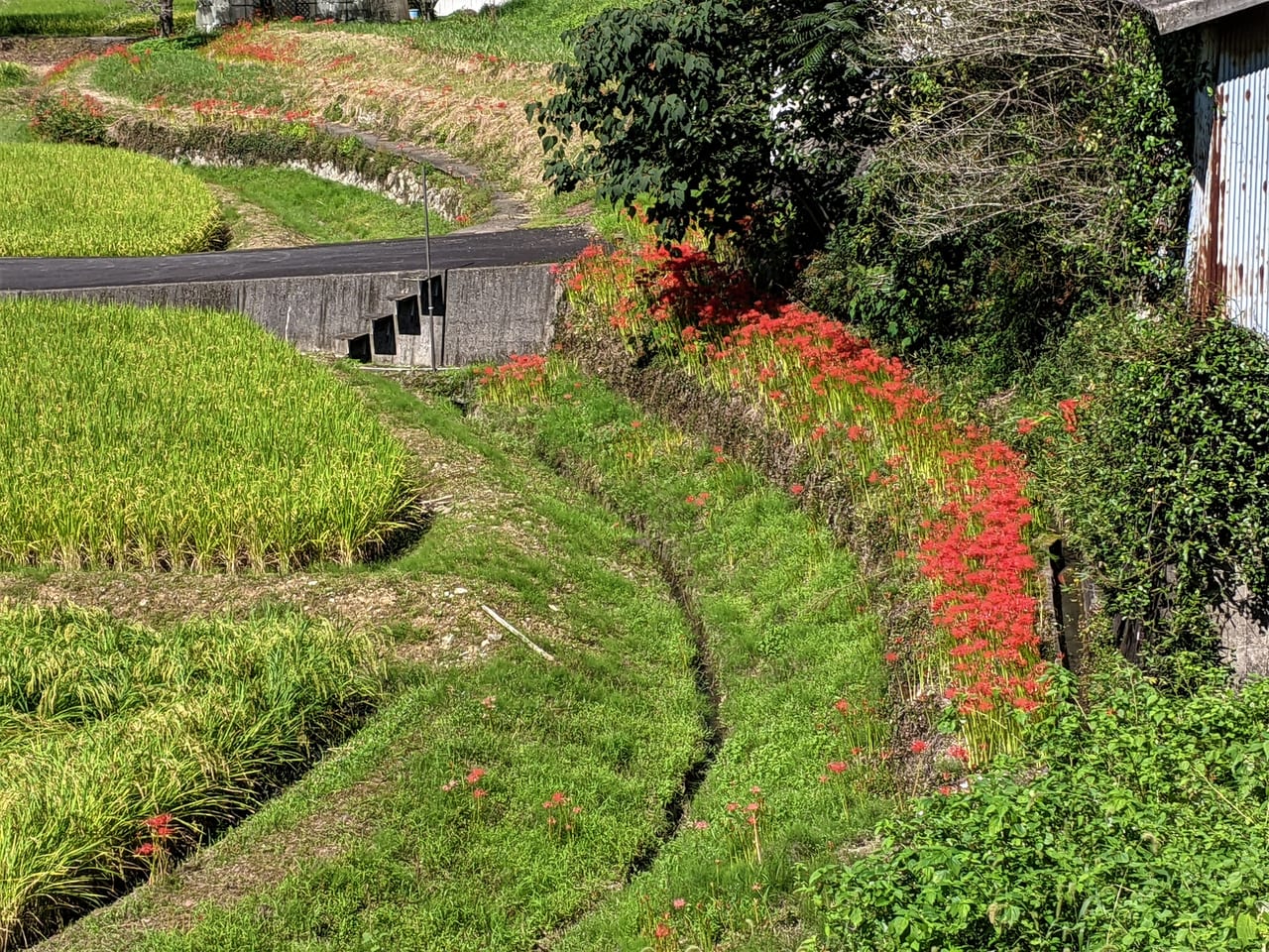 県道71号線沿いの彼岸花