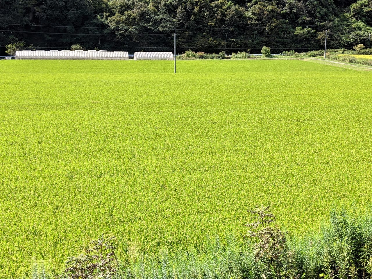 県道71号線沿いの田んぼ