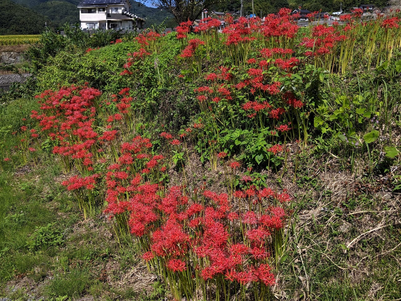 県道71号線沿いの彼岸花