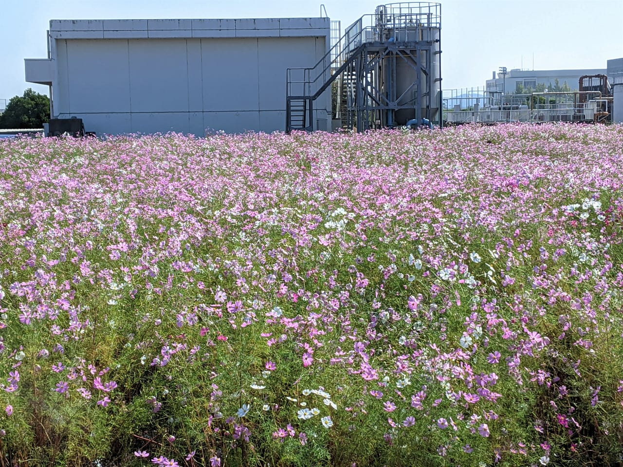 岡東浄化センターのコスモス畑一般開放