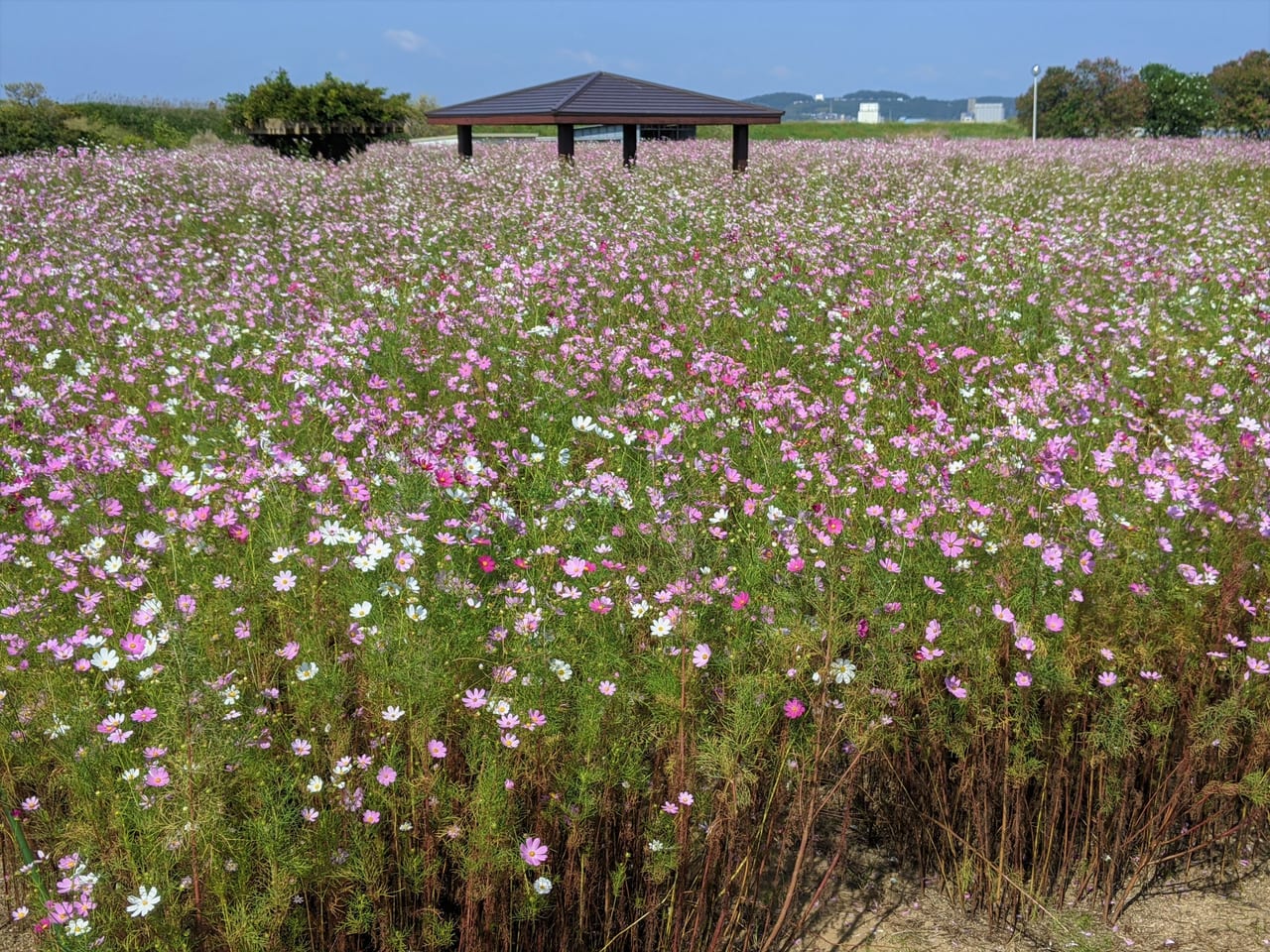 岡東浄化センターのコスモス畑一般開放