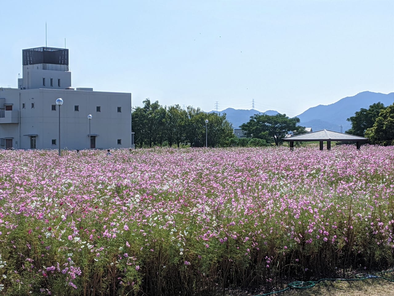 岡東浄化センターのコスモス畑一般開放