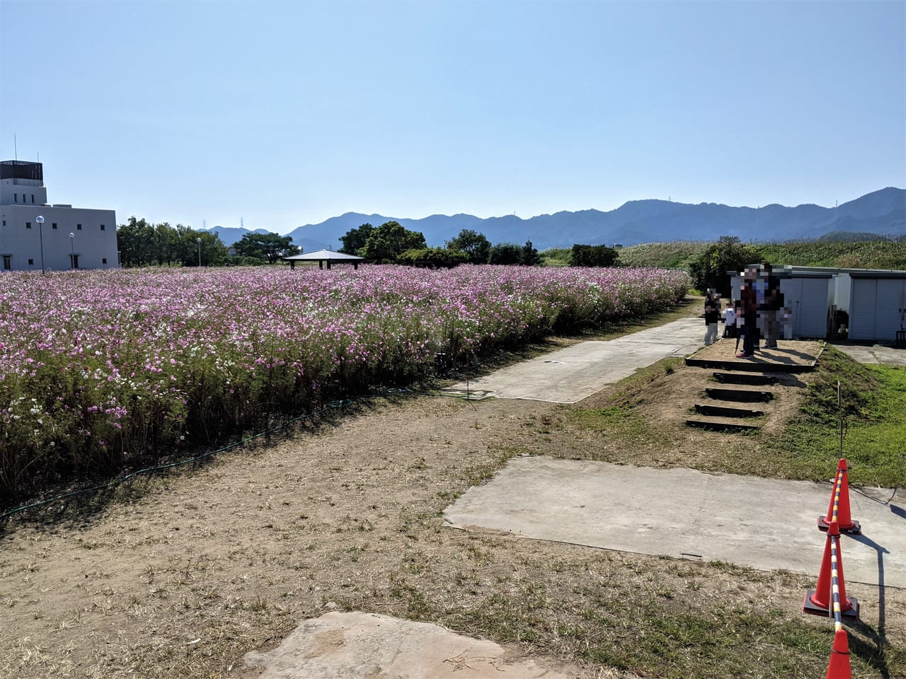 岡東浄化センターのコスモス畑一般開放