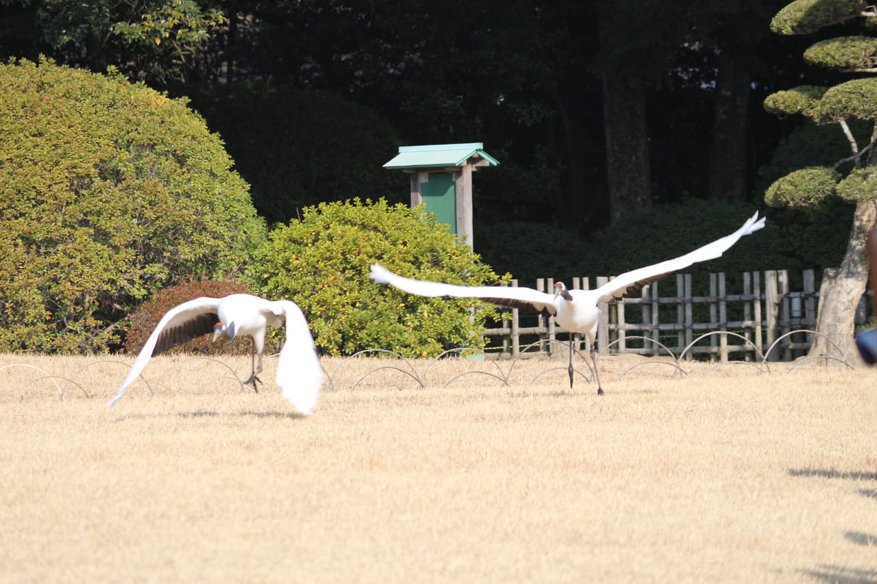 タンチョウの園内散策