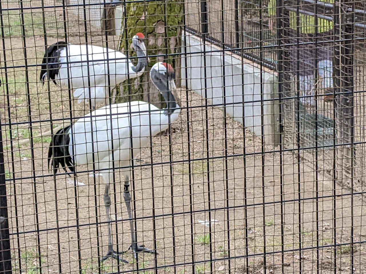 後楽園のタンチョウ