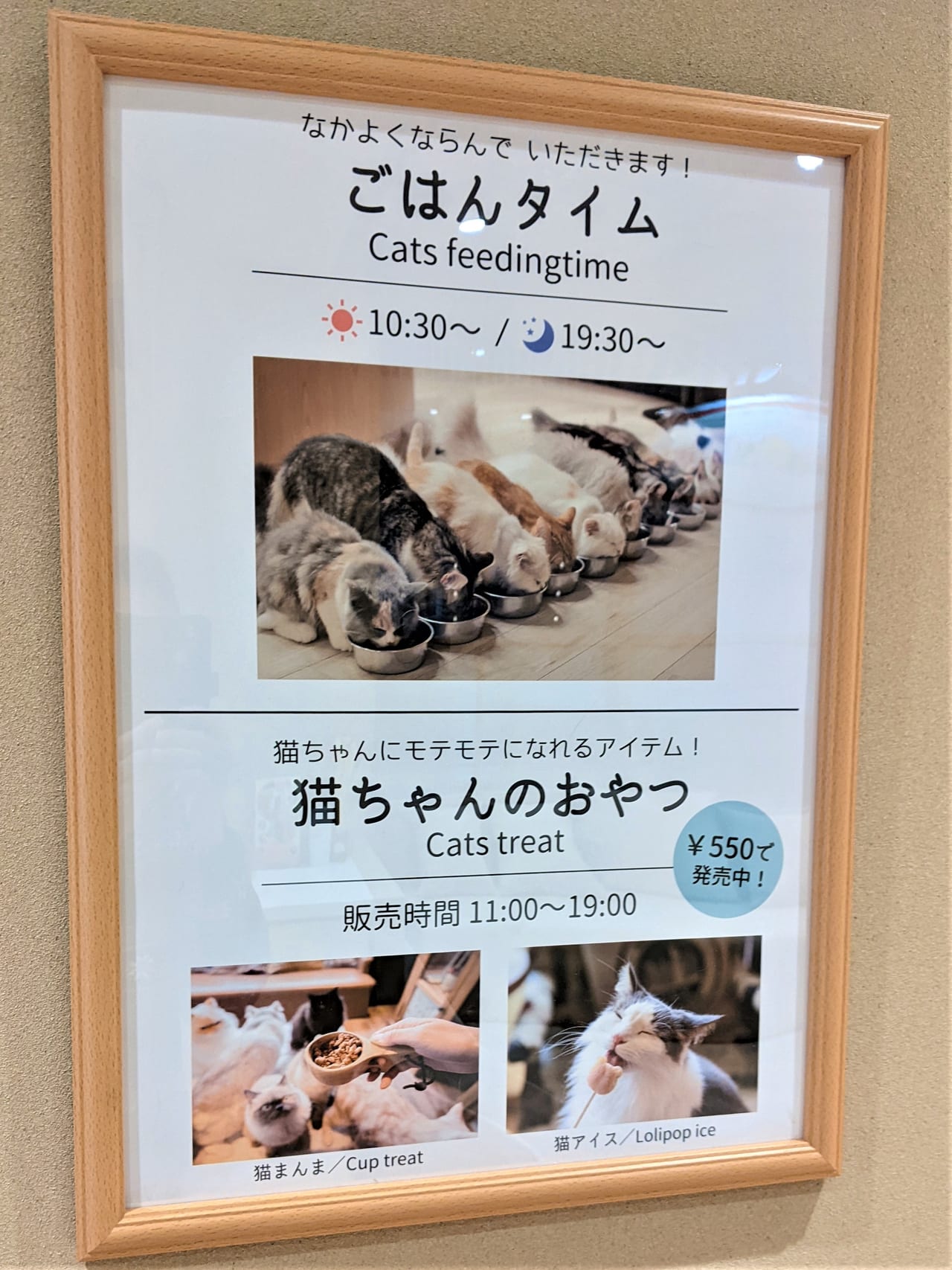 猫 カフェ イオン 岡山 かわいいネコちゃん🐱達と触れ合える【猫カフェ モカ（イオンモール岡山）】