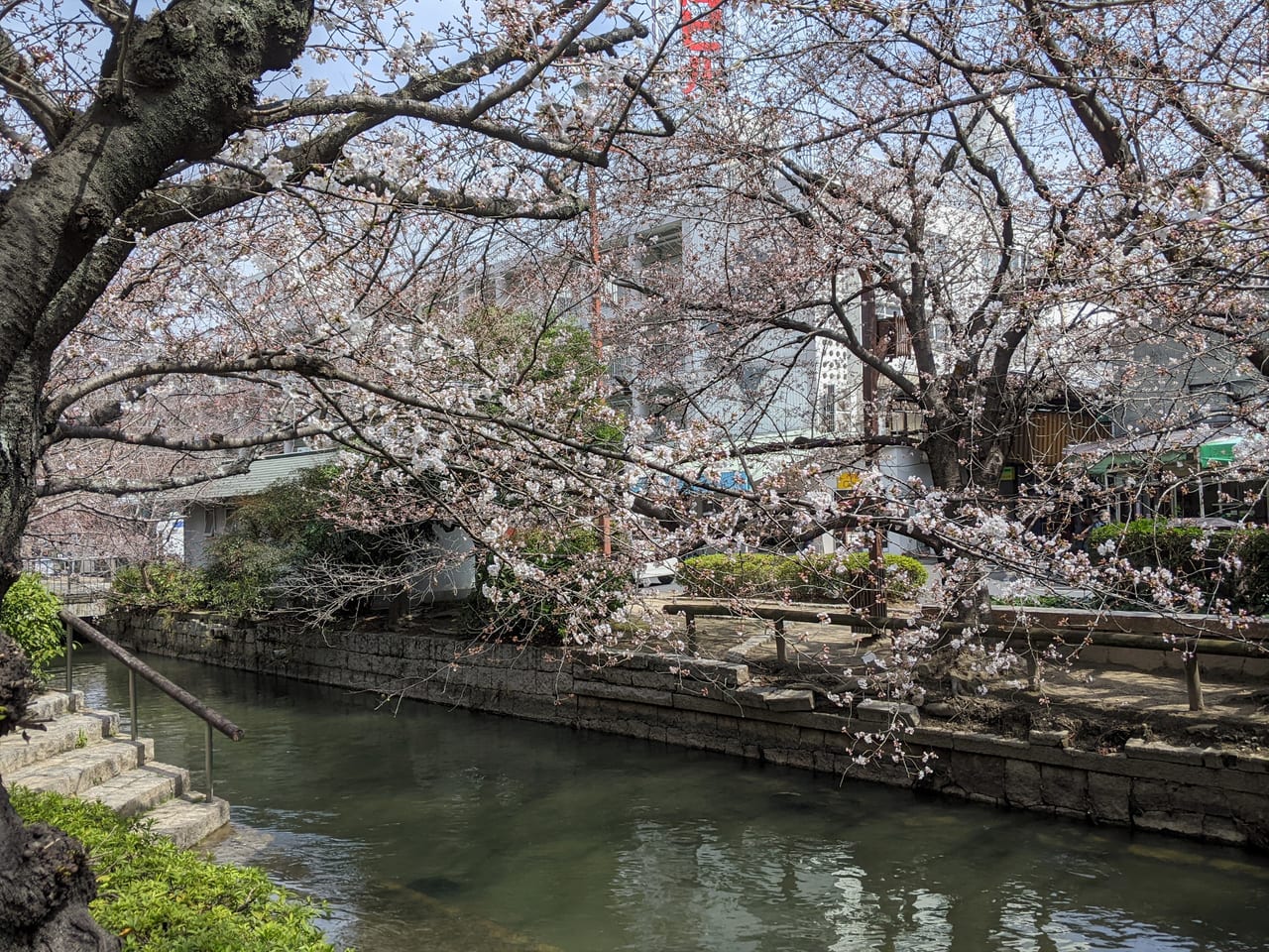 桜の開花状況（2022.03.25）