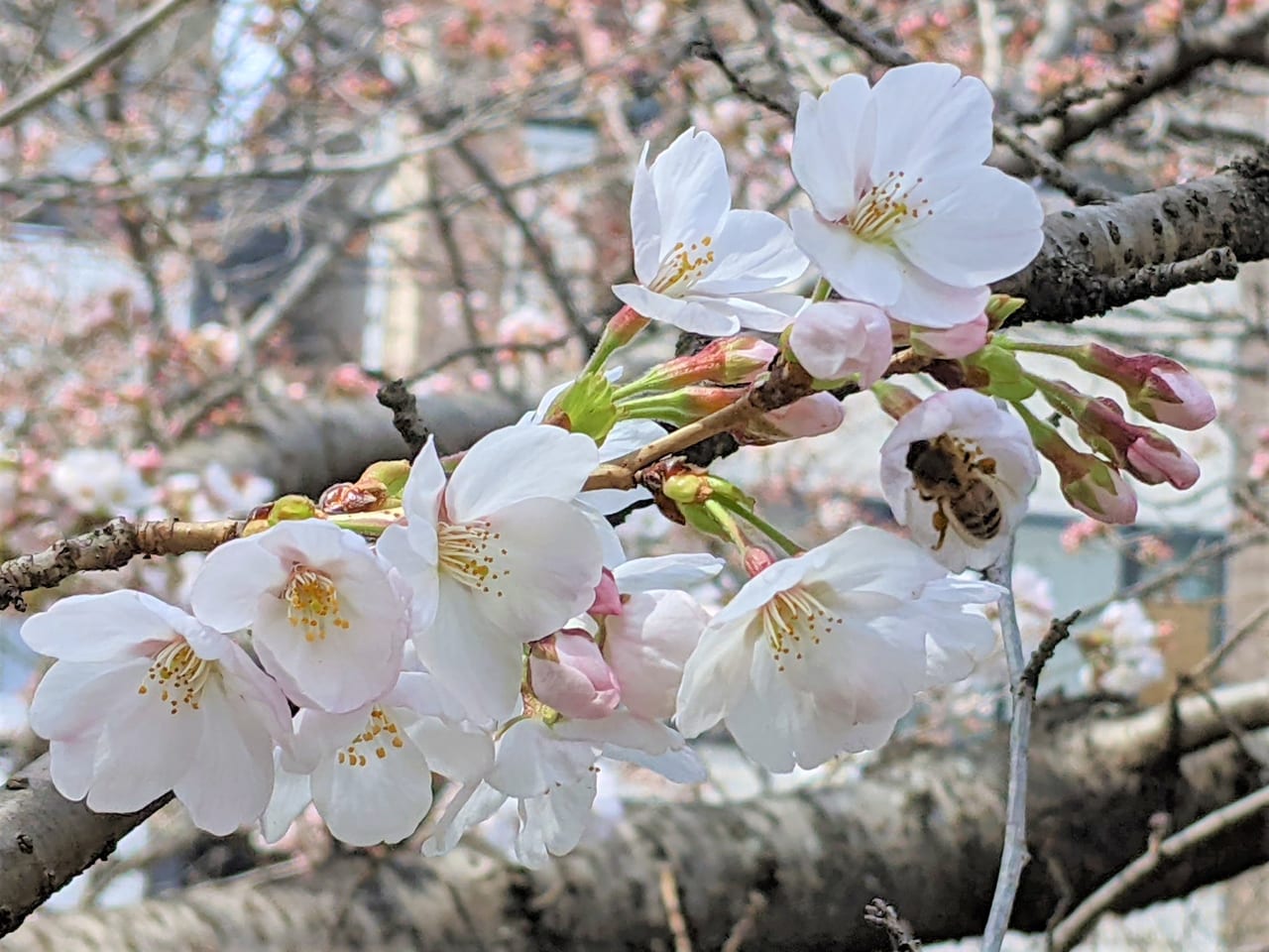 西川緑道公園の桜にミツバチ