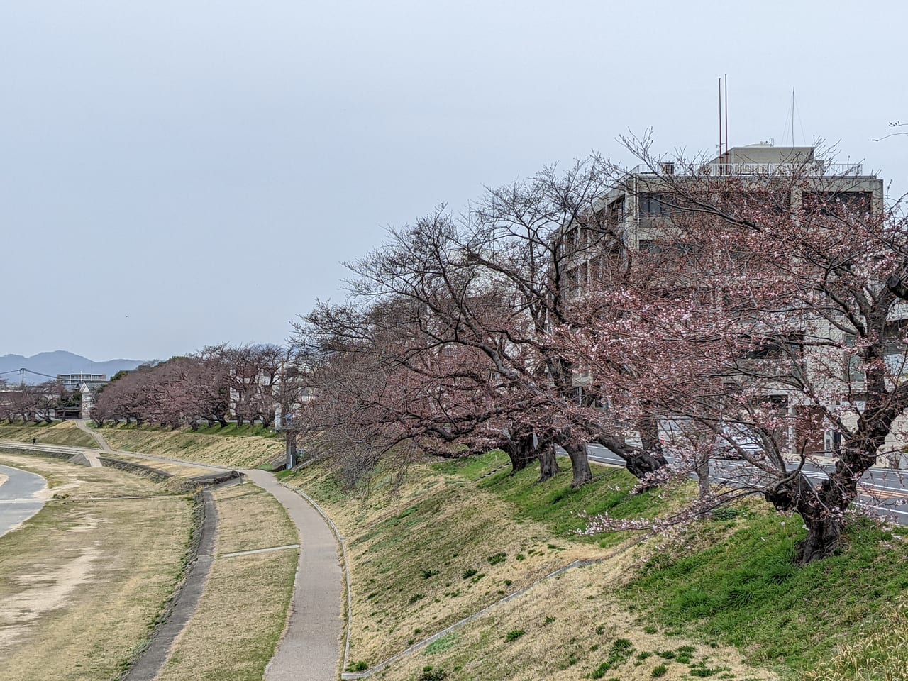 桜の開花状況（2022.03.26）