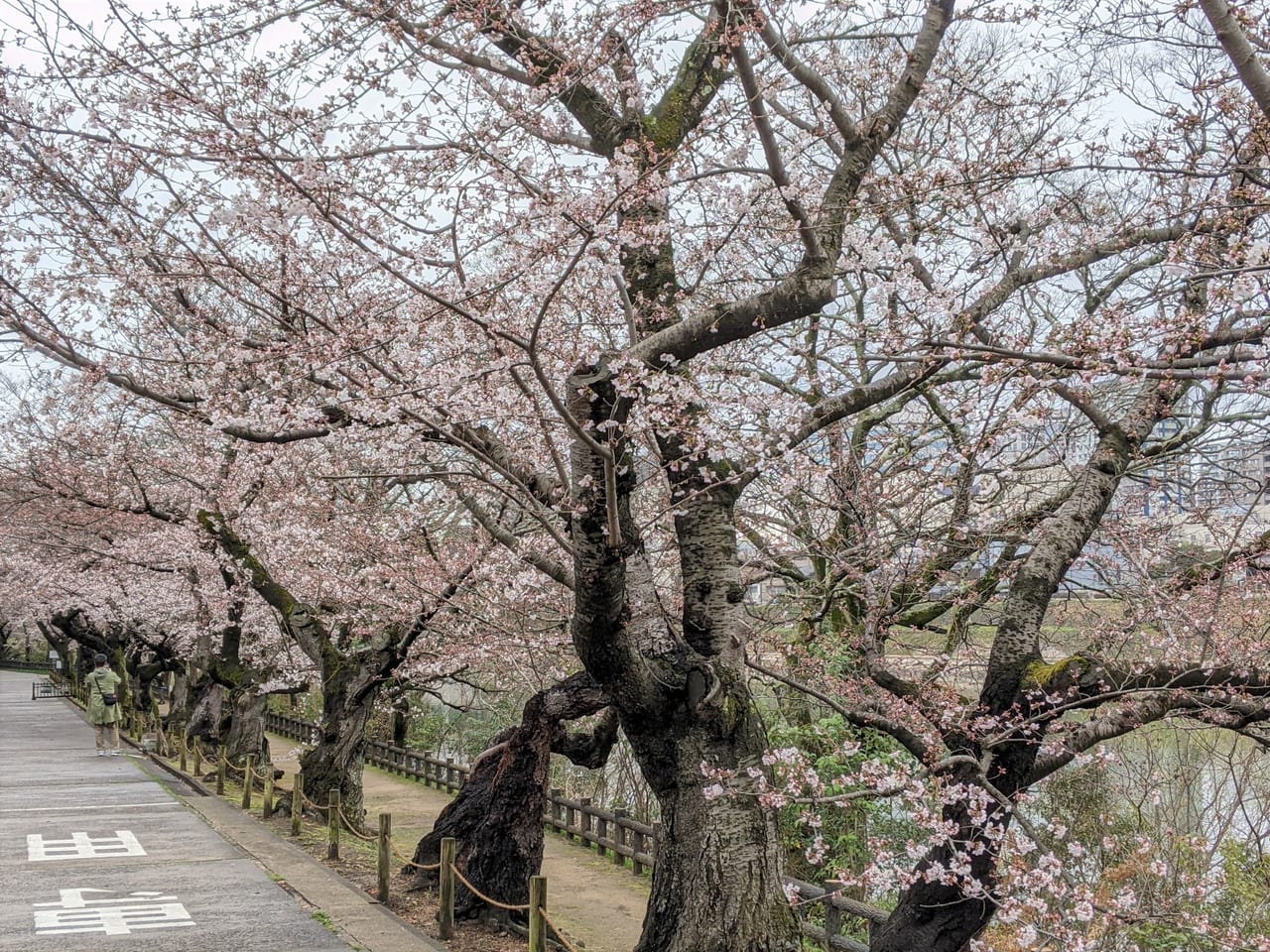 桜の開花状況（2022.03.26）