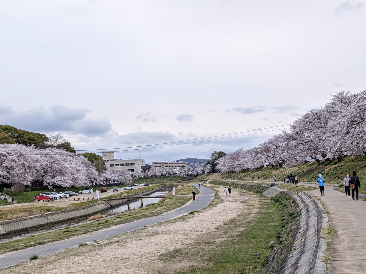岡山市満開の桜（2022.03.31）