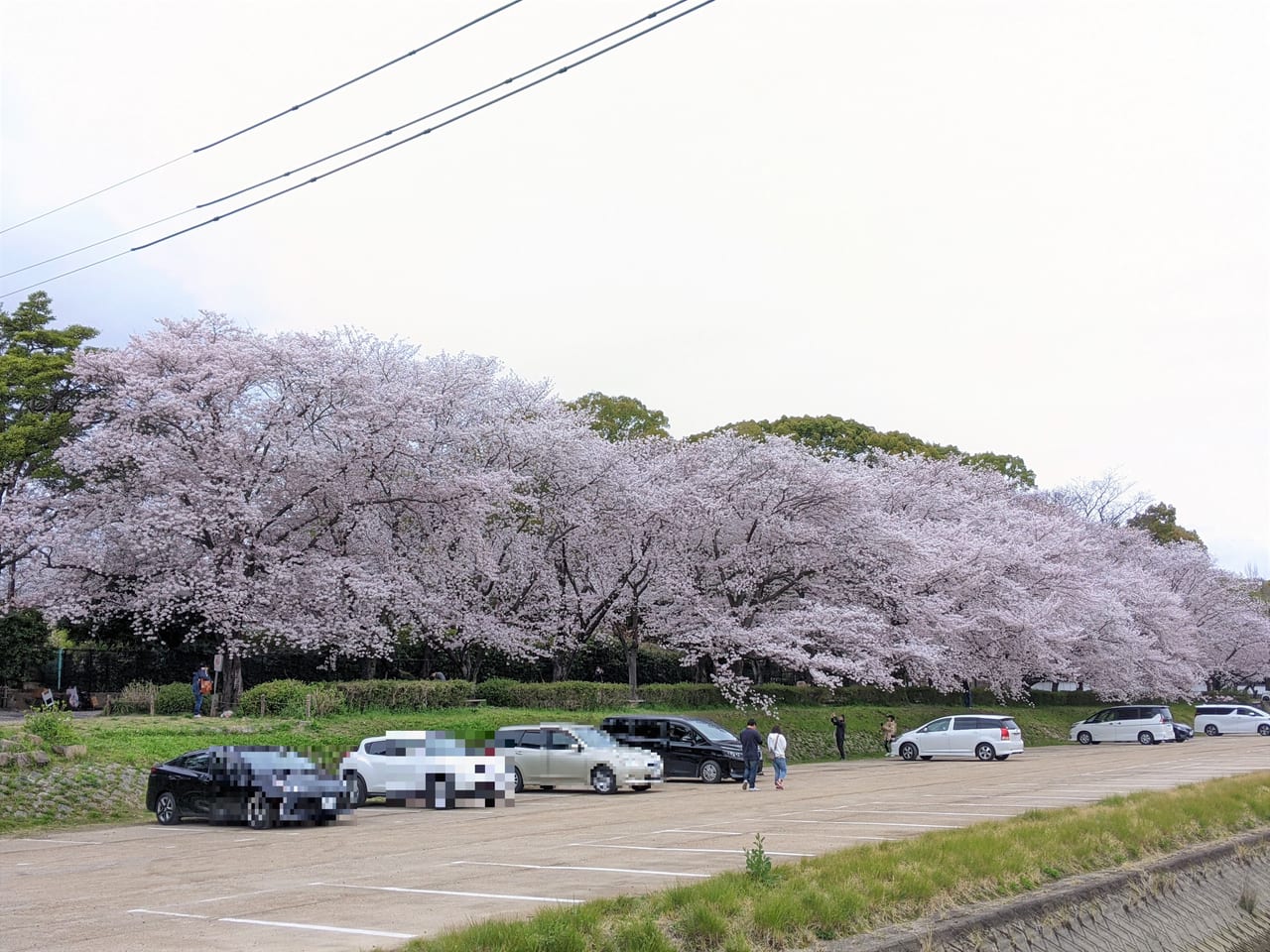 岡山市満開の桜（2022.03.31）
