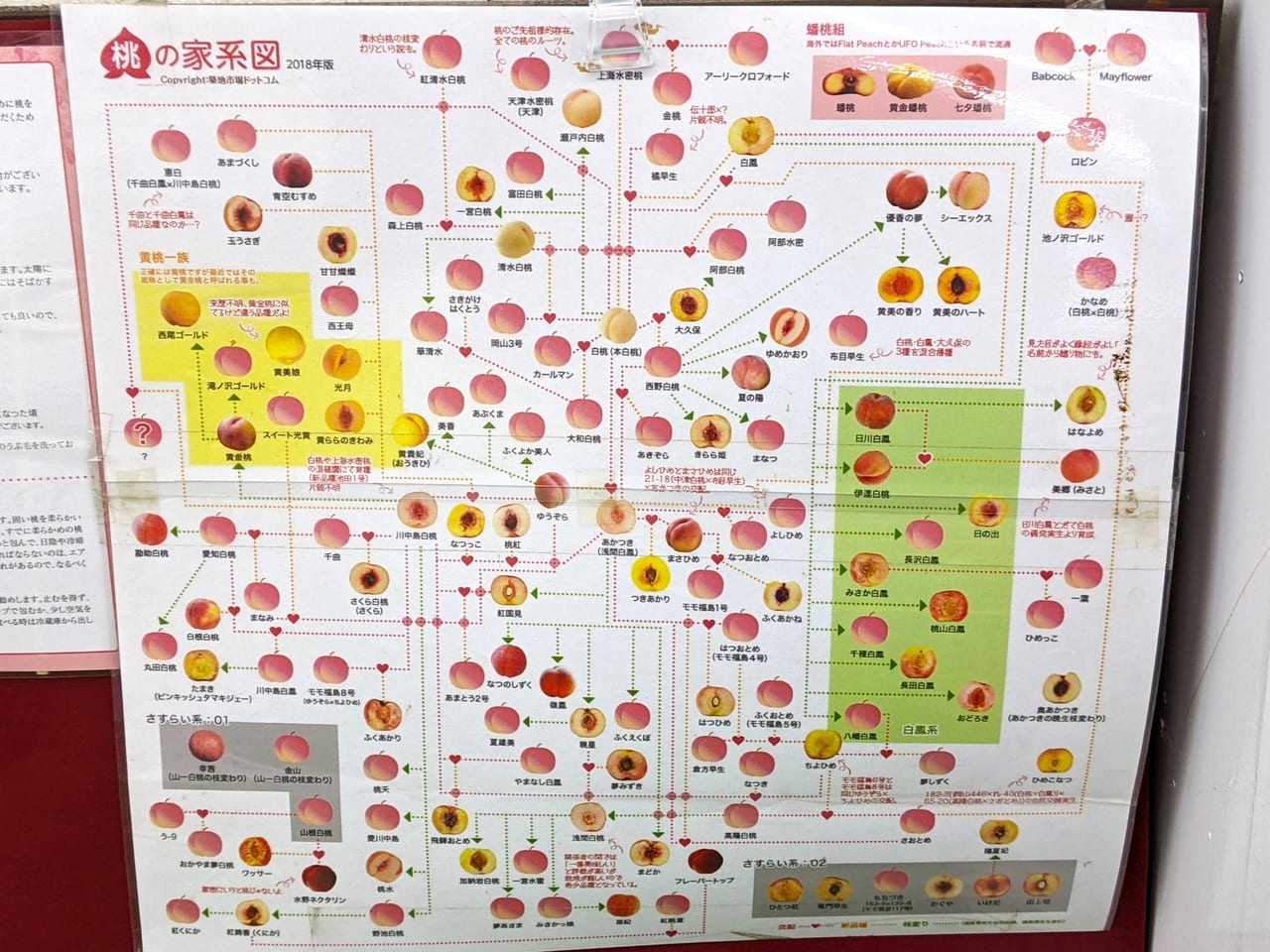 「農マルさん直市場岡山店」の店内POP