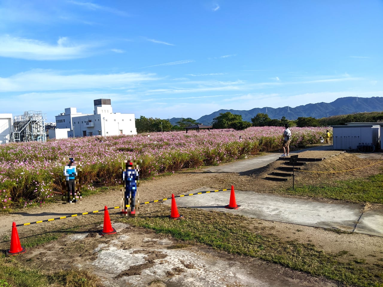 岡東浄化センターコスモス畑（2022年）