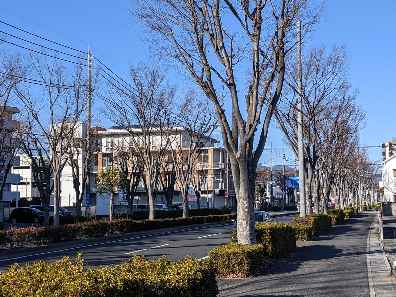 けやき通り（岡山市中区）