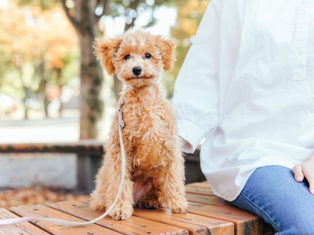 ペット（犬）