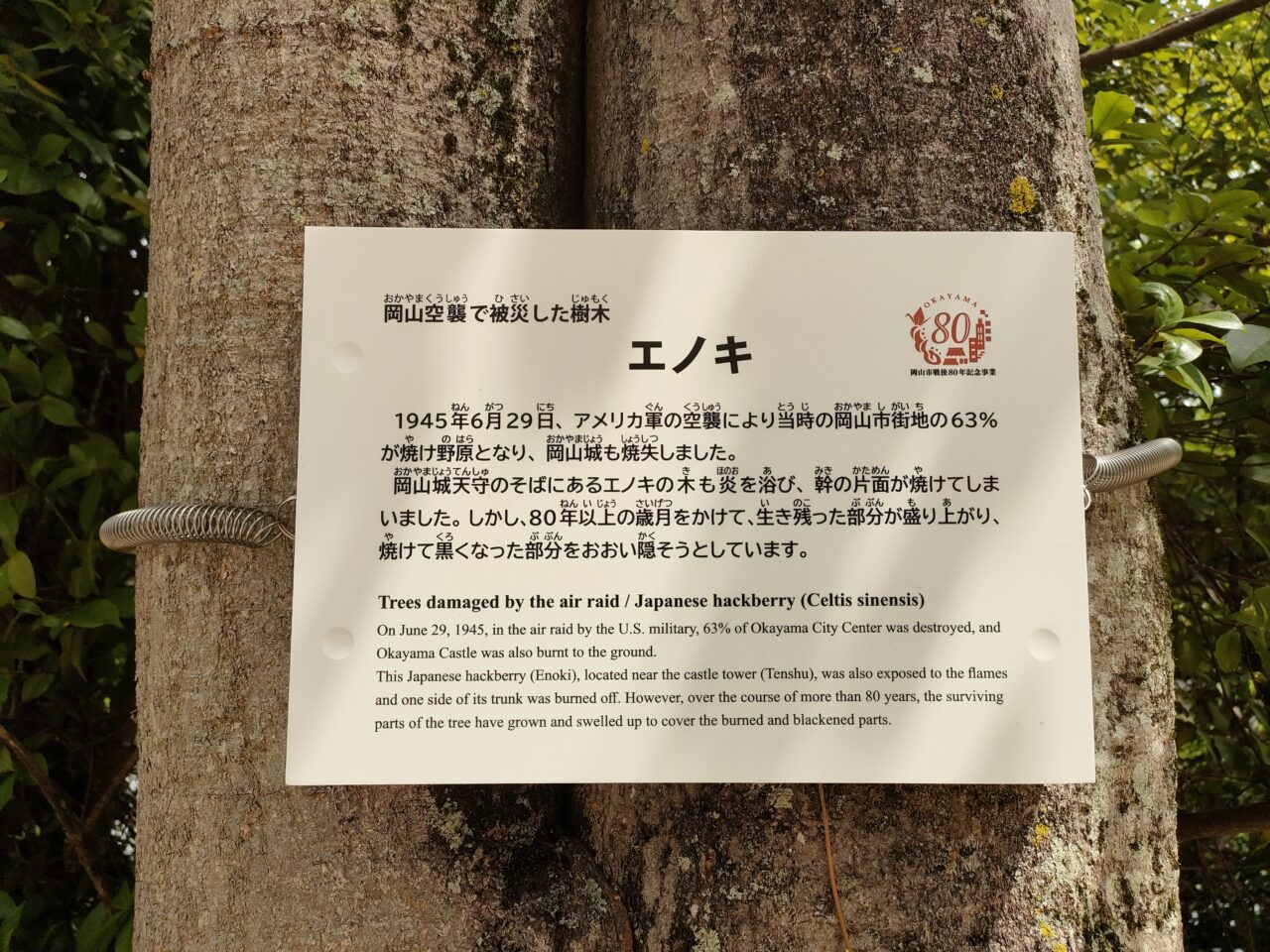 戦災樹木の説明看板