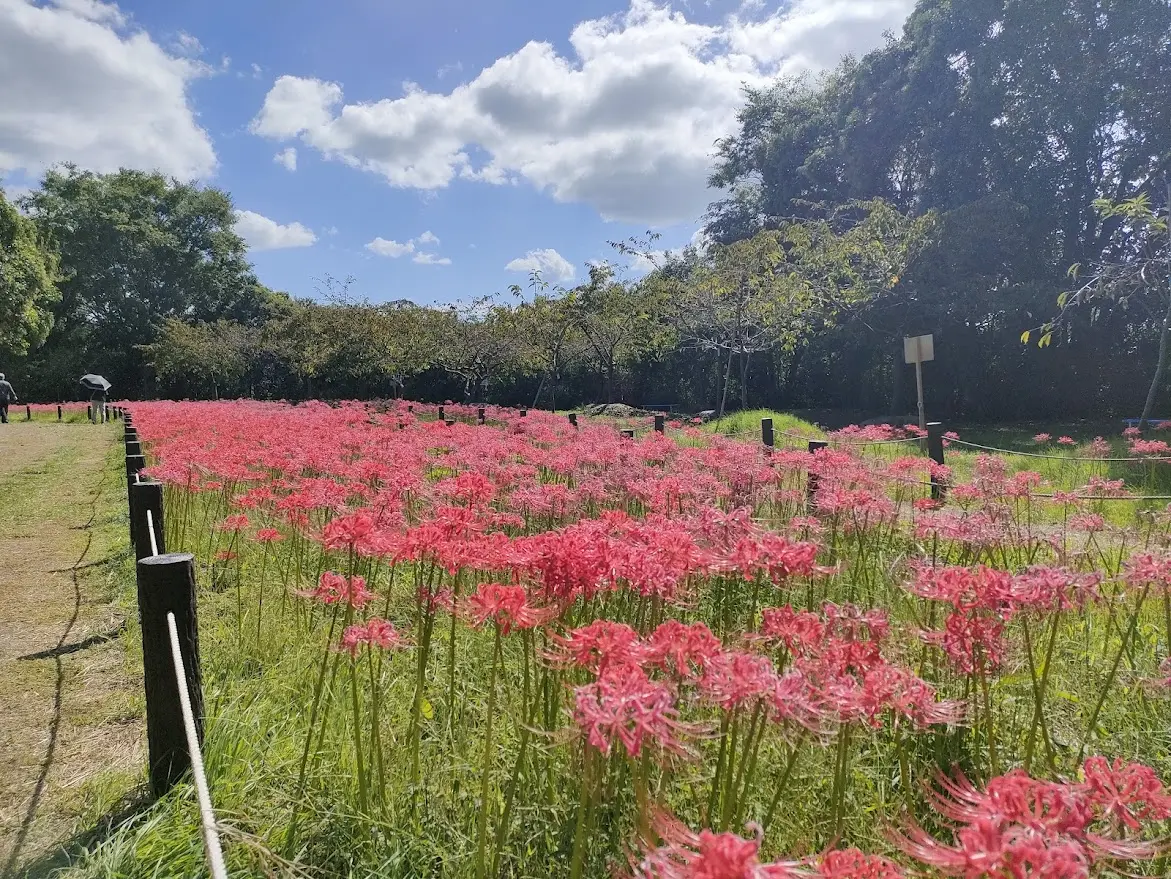 児島湖花回廊秋季見学会