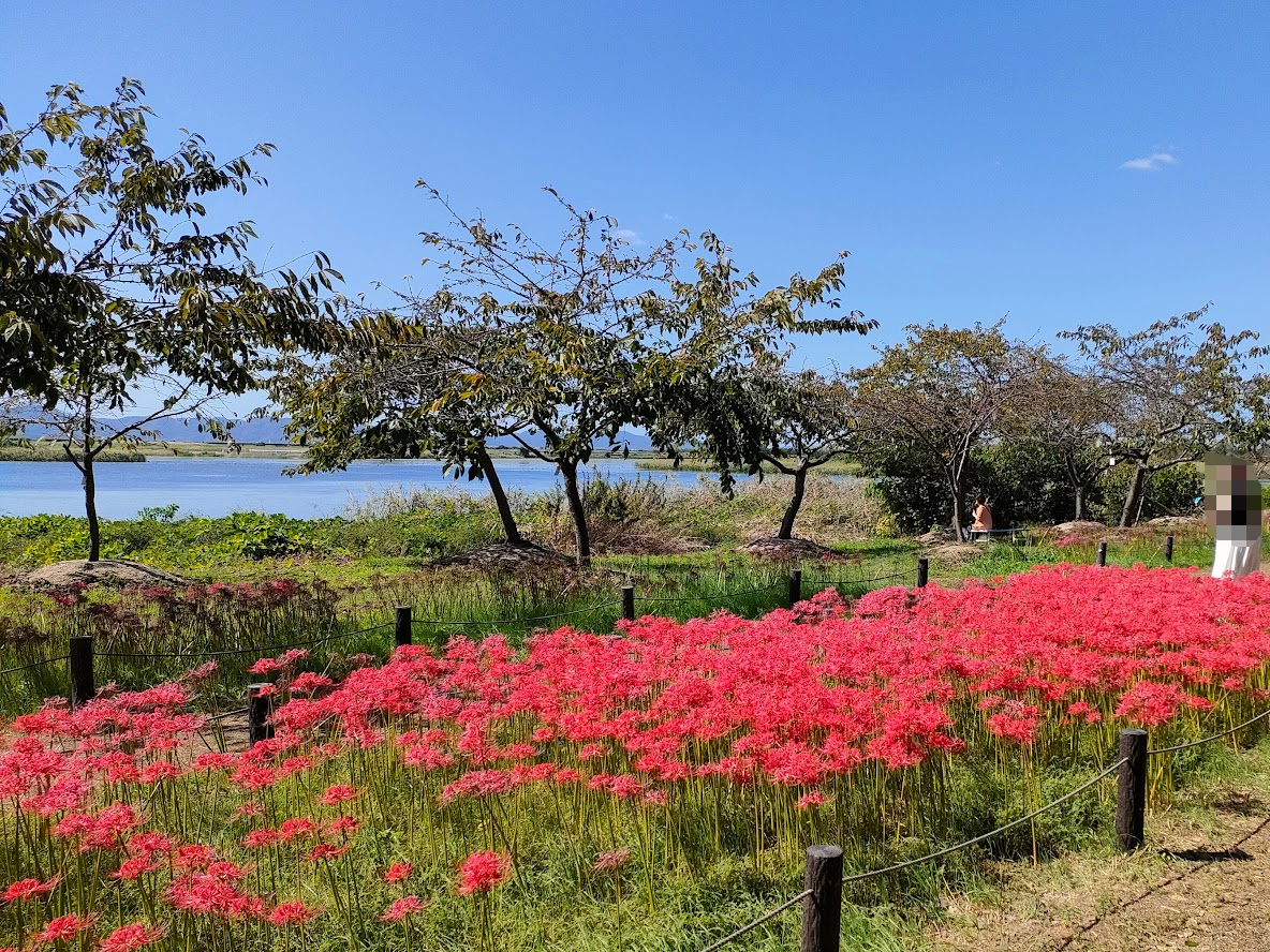 児島湖花回廊秋季見学会