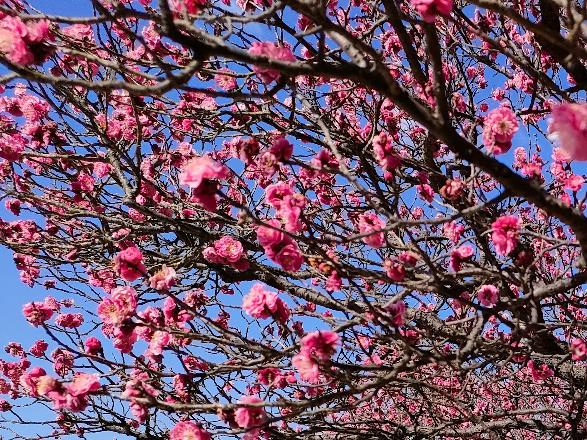 「神崎緑地公園・神崎梅園」梅まつり