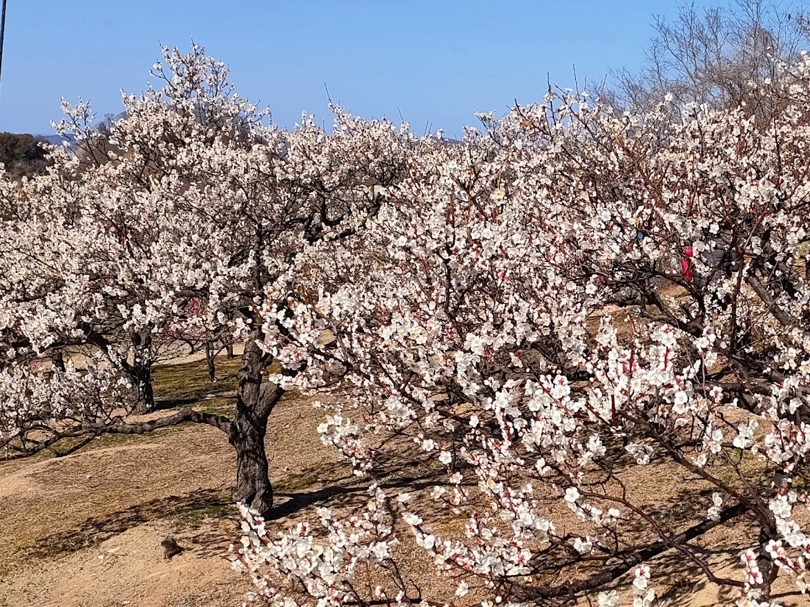 「神崎緑地公園・神崎梅園」梅まつり