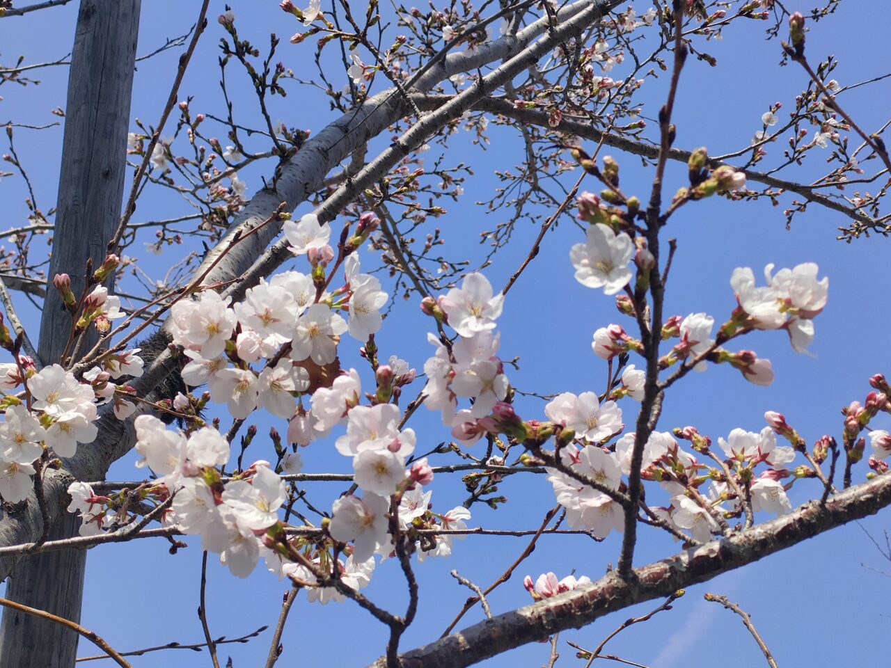 岡山さくらカーニバル2026