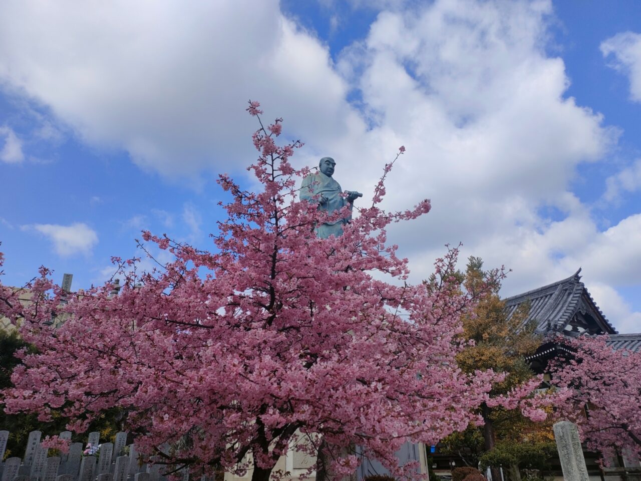妙林寺 河津桜まつり