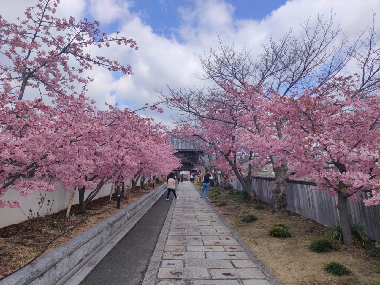 妙林寺 河津桜まつり