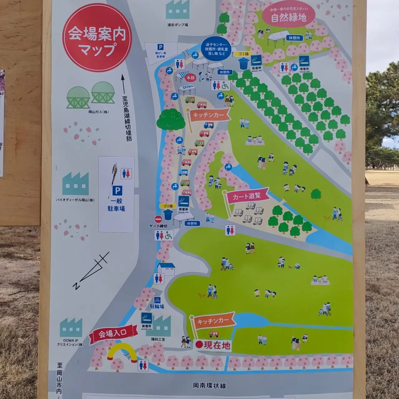 花回廊河津桜見学会