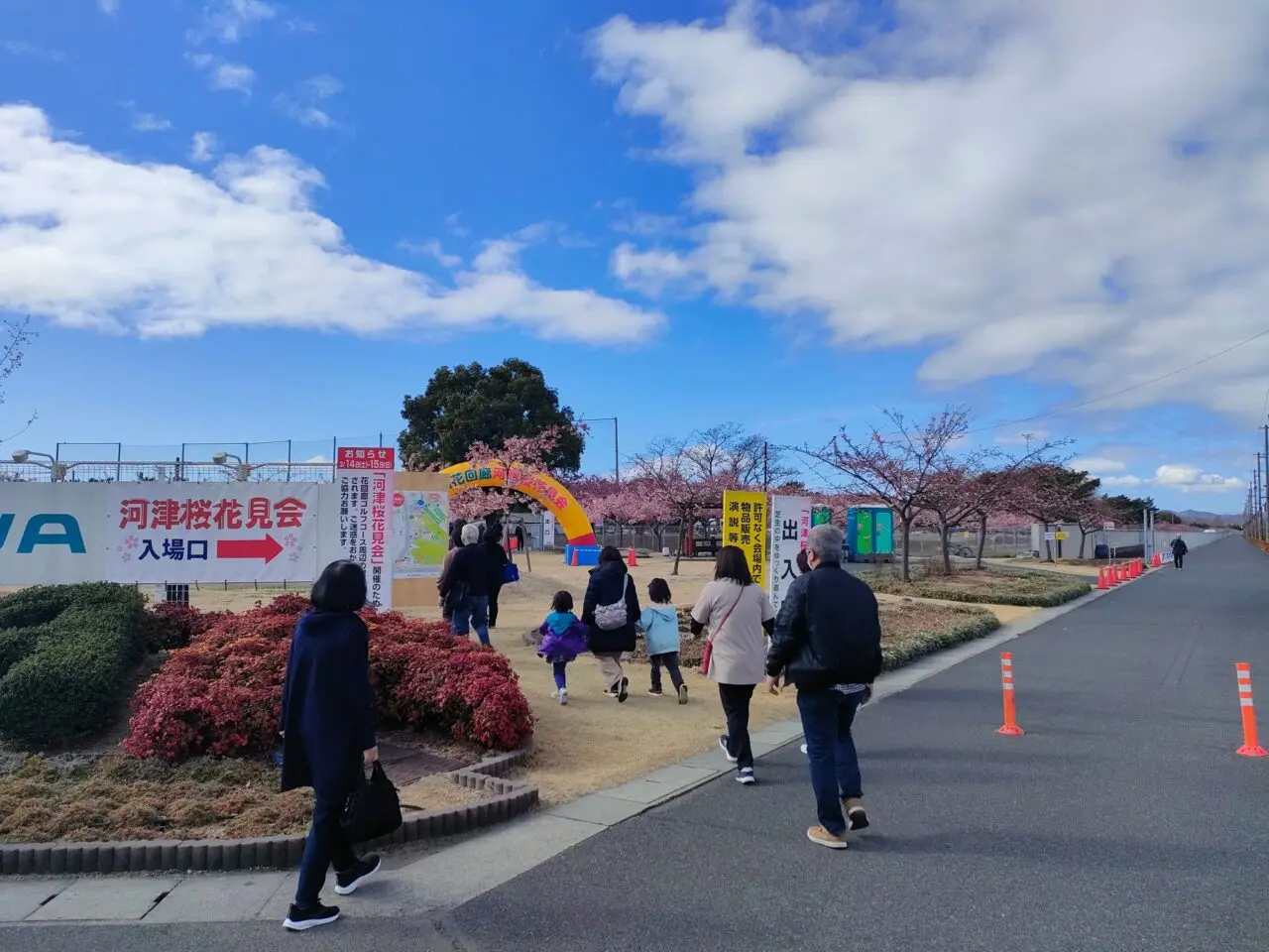 花回廊河津桜見学会
