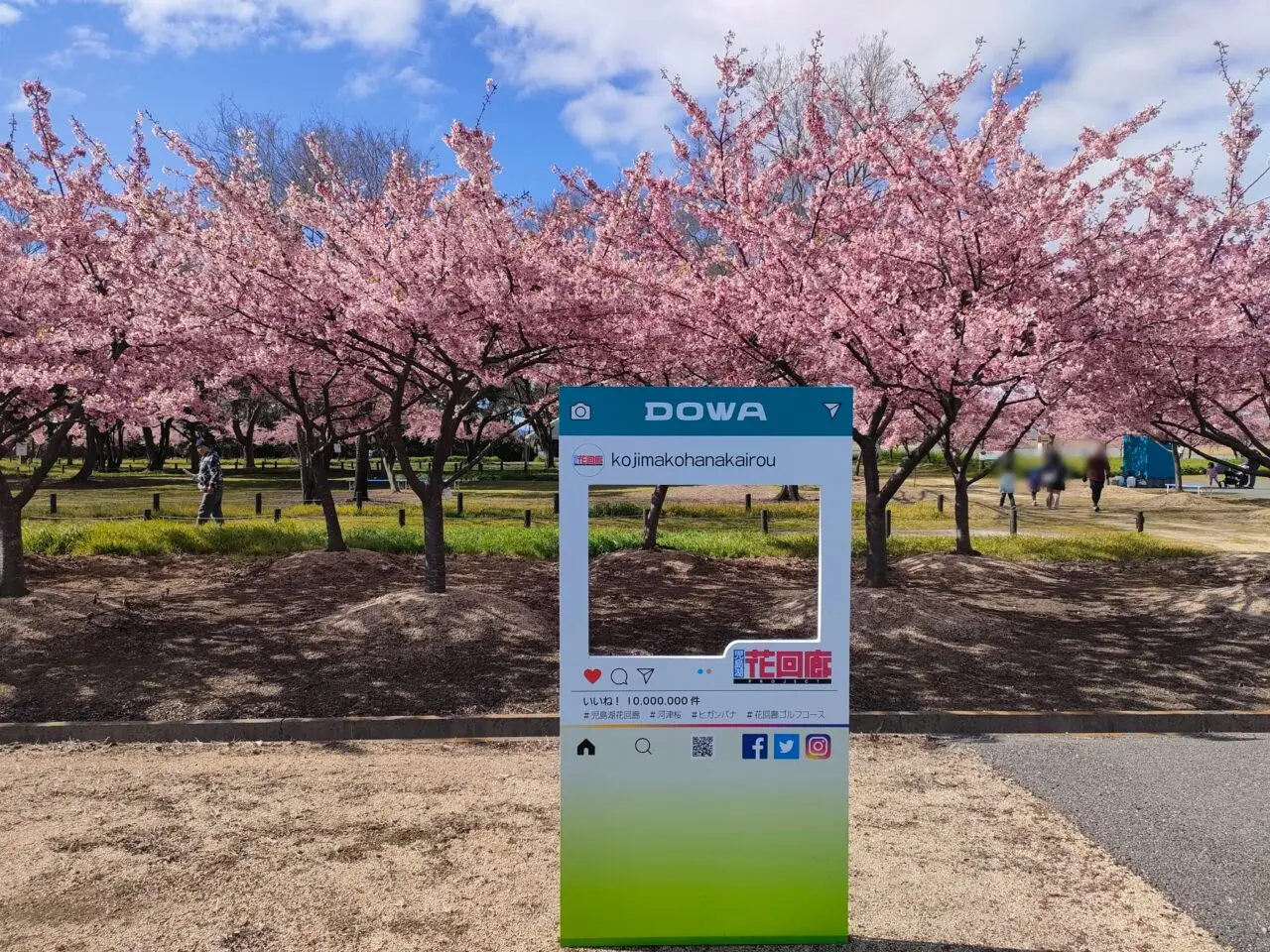 花回廊河津桜見学会