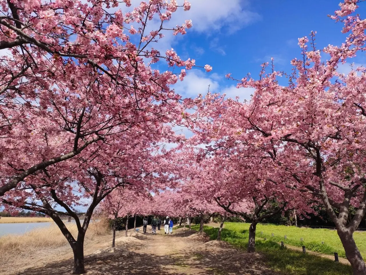 花回廊河津桜見学会