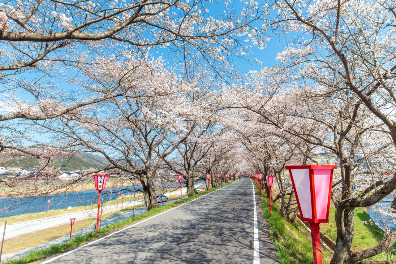 天領くせ桜まつり