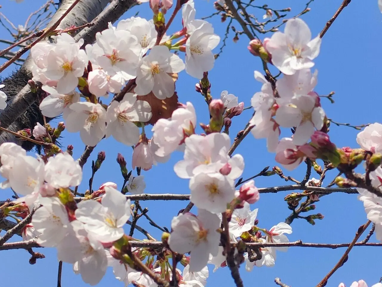 桜イメージ画像