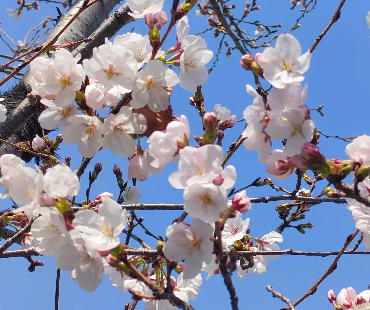 桜イメージ画像