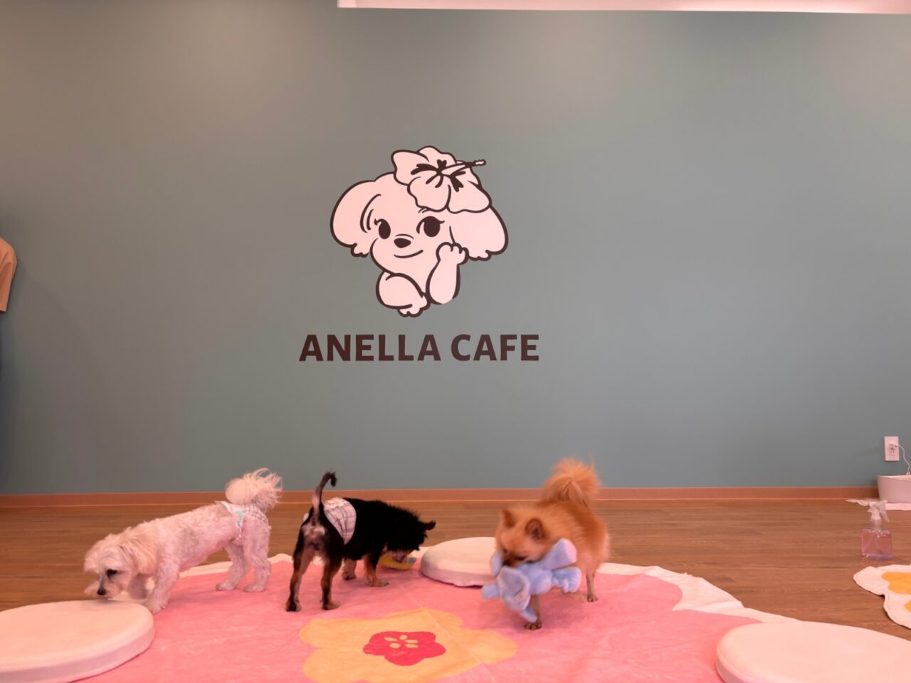ANELLA CAFE